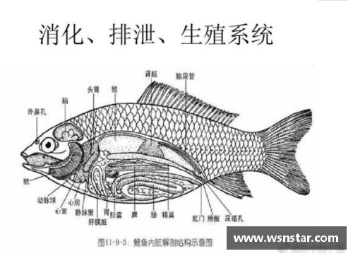 众彩网解剖鲫鱼的秘密：高中生如何逆袭北大清华？
